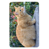 Big Red Tabby Magnet (Vertikal)
