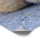 Big Red Tabby Poster (Ecke)