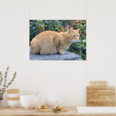 Big Red Tabby Poster (Küche)