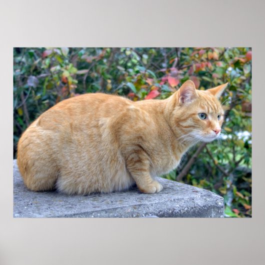 Big Red Tabby Poster (Vorne)