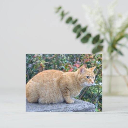 Big Red Tabby Postkarte (Stehend Vorderseite)