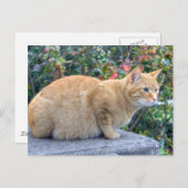 Big Red Tabby Postkarte (Vorne/Hinten)