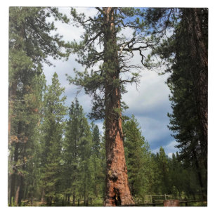 Big Red Tree, La Pine, OR Fliese