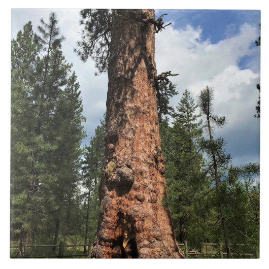 Big Red Tree, La Pine, OR Fliese (Vorderseite)