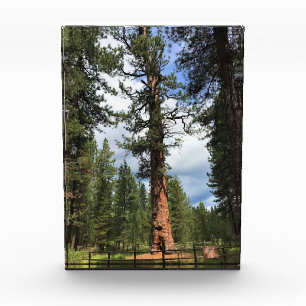 Big Red Tree, La Pine, OR Fotoblock