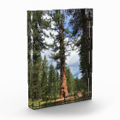 Big Red Tree, La Pine, OR Fotoblock (Links)