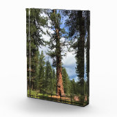 Big Red Tree, La Pine, OR Fotoblock (Rechts)