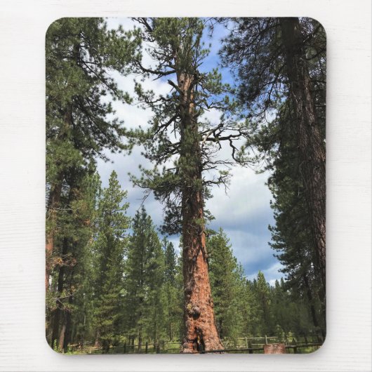 Big Red Tree, La Pine, OR Mousepad (Vorne)