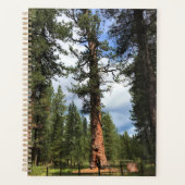 Big Red Tree, La Pine, OR Planer (Vorderseite)