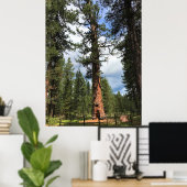 Big Red Tree, La Pine, OR Poster (Heimbüro)