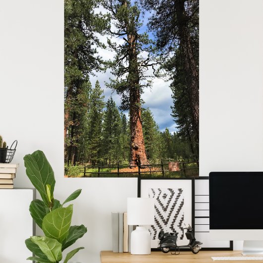 Big Red Tree, La Pine, OR Poster (Heimbüro)