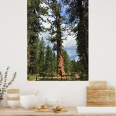 Big Red Tree, La Pine, OR Poster (Küche)