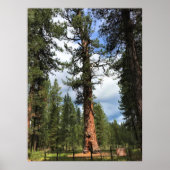 Big Red Tree, La Pine, OR Poster (Vorne)
