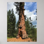 Big Red Tree, La Pine, OR Poster (Vorne)