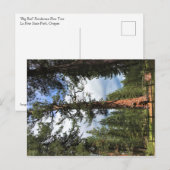 Big Red Tree, La Pine, Oregon Postkarte (Vorne/Hinten)