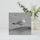 Big Seagul Flat Card (Stehend Vorderseite)