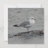 Big Seagul Flat Card (Rückseite)