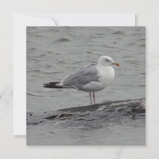 Big Seagul Flat Card (Vorderseite)