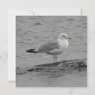 Big Seagul Flat Card