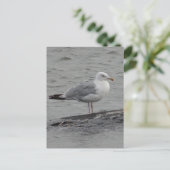 Big Seagul Flat Card Postkarte (Stehend Vorderseite)