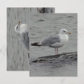 Big Seagul Flat Card Postkarte (Vorne/Hinten)