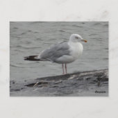 Big Seagul Flat Card Postkarte (Rückseite)