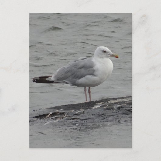 Big Seagul Flat Card Postkarte (Vorderseite)