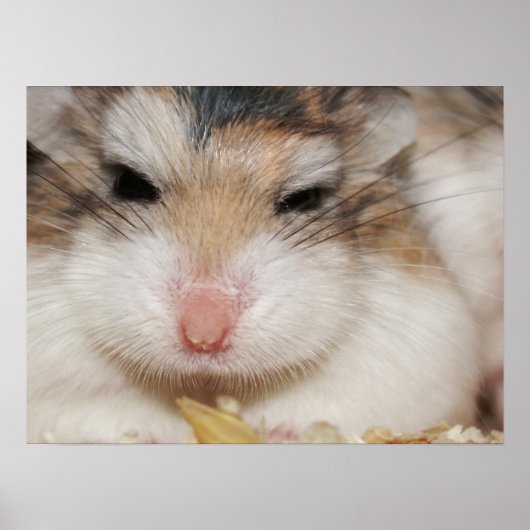 Big Star - Tac - Poster (Vorne)