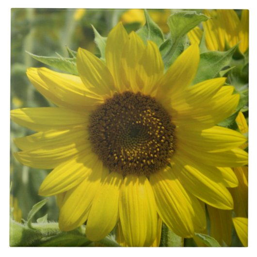 Big Sunflower Decorative Tile Fliese (Vorderseite)