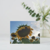 Big Sunflower Postcard Postkarte (Stehend Vorderseite)