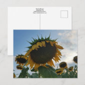 Big Sunflower Postcard Postkarte (Vorne/Hinten)