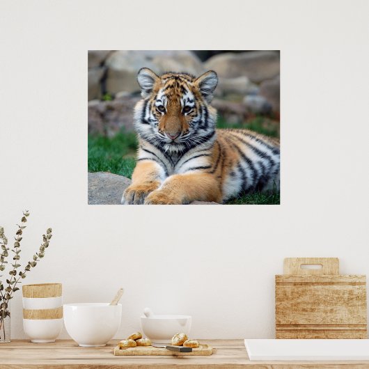Big Tiger Cub Poster (Küche)