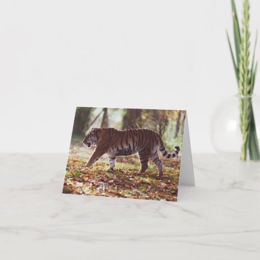 Big Tiger Geburtstagskarte Karte (Vorderseite)