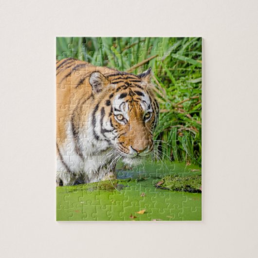 Big Tiger schwimmen mit grünen Blättern Puzzle (Vertikal)