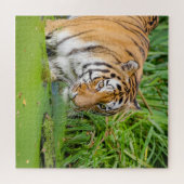 Big Tiger schwimmen mit grünen Blättern Puzzle (Horizontal)