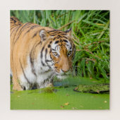 Big Tiger schwimmen mit grünen Blättern Puzzle (Vertikal)
