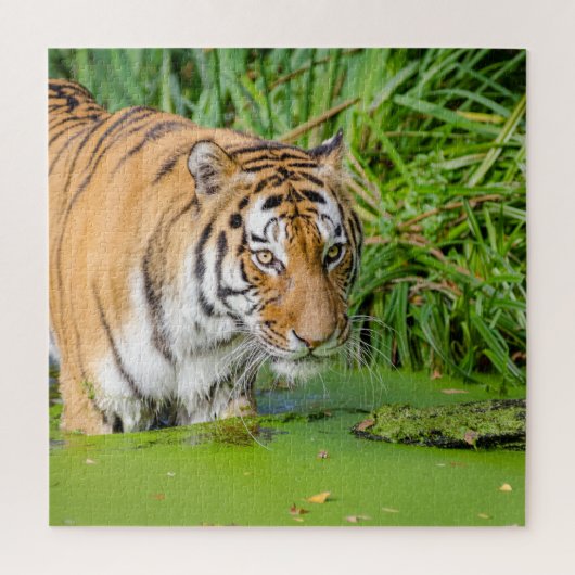 Big Tiger schwimmen mit grünen Blättern Puzzle (Vertikal)