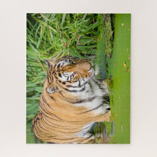 Big Tiger schwimmen mit grünen Blättern Puzzle (Vertikal)