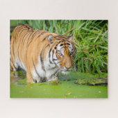 Big Tiger schwimmen mit grünen Blättern Puzzle (Horizontal)
