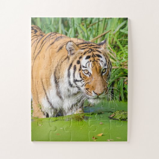 Big Tiger schwimmen mit grünen Blättern Puzzle (Vertikal)