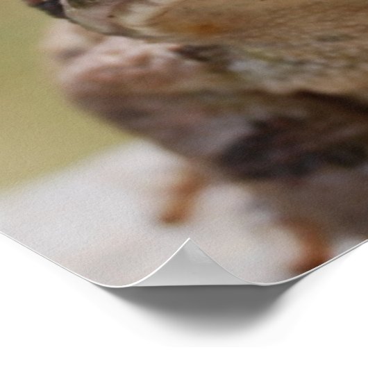 Big Toad Poster (Ecke)