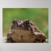 Big Toad Poster (Vorne)
