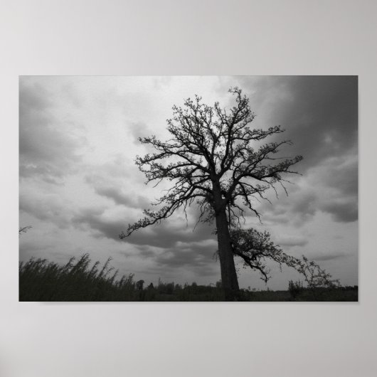 Big Tree, Glacier Ridge Metropark, Dublin, Ohio Poster (Vorne)