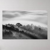 Big Tree in Pine Forest in the Mist Poster (Vorne)