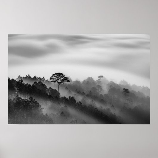Big Tree in Pine Forest in the Mist Poster (Vorne)