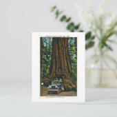 Big Tree Wawona, Mariposa Grove, CA Postkarte (Stehend Vorderseite)