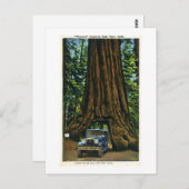 Big Tree Wawona, Mariposa Grove, CA Postkarte (Vorne/Hinten)