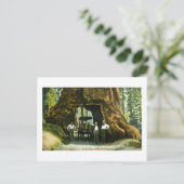 Big Tree Wawona, Mariposa Grove, CA Vintag Postkarte (Stehend Vorderseite)