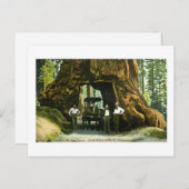 Big Tree Wawona, Mariposa Grove, CA Vintag Postkarte (Vorne/Hinten)