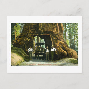 Big Tree Wawona, Mariposa Grove, CA Vintag Postkarte
